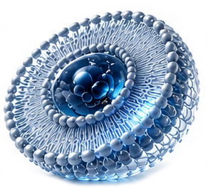 Cellular uptake — liposome